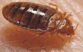 狗狗身上这几个部位最容易生跳蚤,这招根治最有效