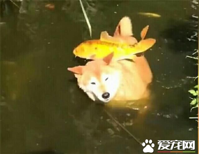 鱼:“这狗最大的缺点就是,掉毛”