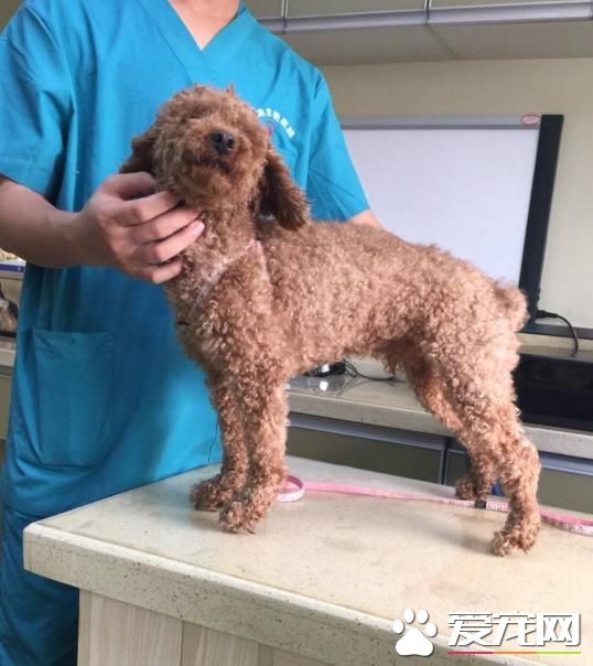 狗狗身上这几个部位最容易生跳蚤,这招根治最有效