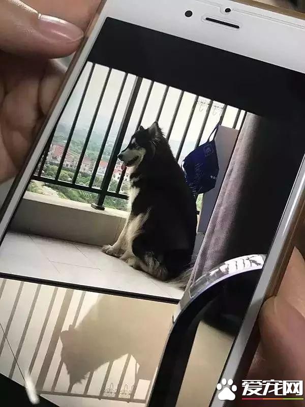 宠物狗阳台死亡？背后原因是许多铲屎官都会犯的错误