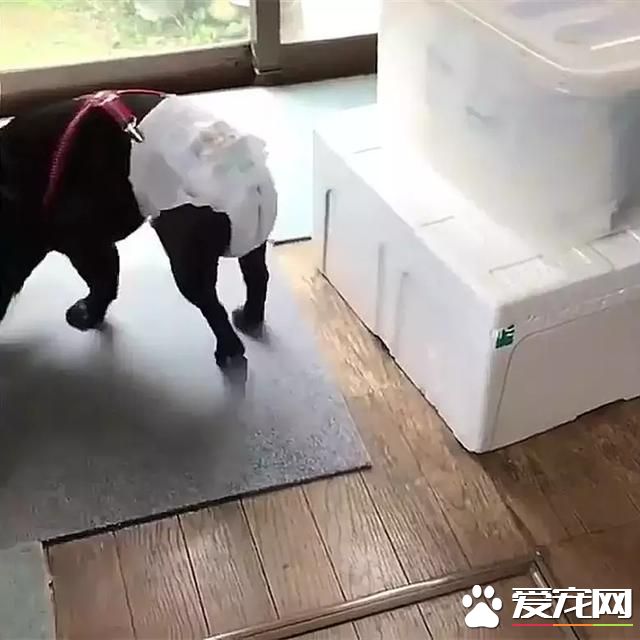 狗狗在家里乱尿尿,走哪尿哪,电器都不放过,变相拆家吗?