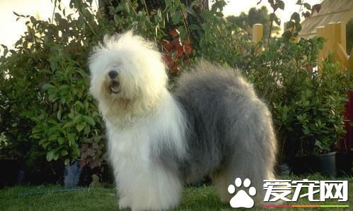 你想养中大型狗狗吗?这几款可能对你胃口哦!