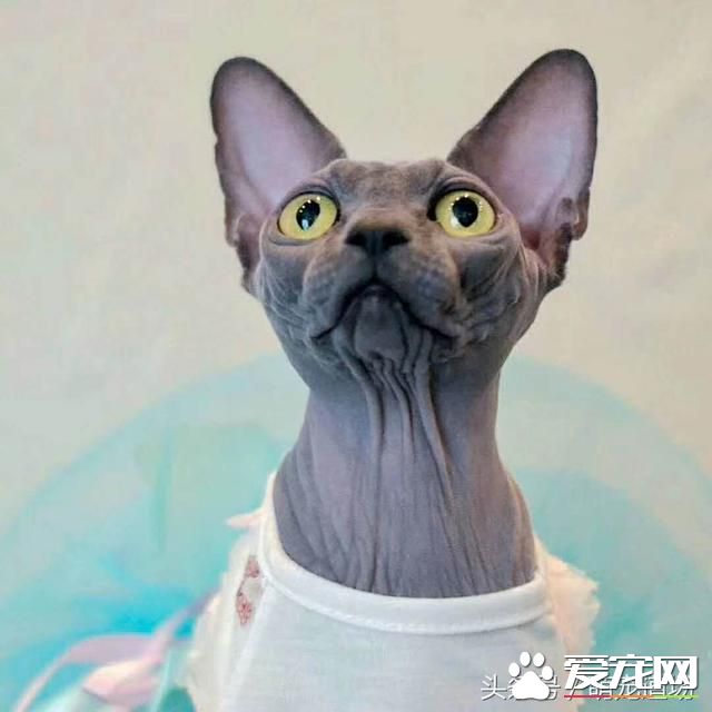 无毛猫是一种怎样的存在？