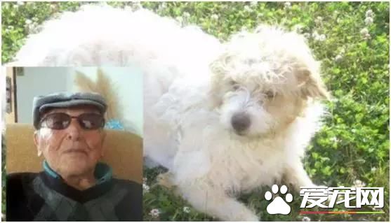 狗能入党决定国家命运,猫能继承上亿资产,西方人的脑洞有多大?