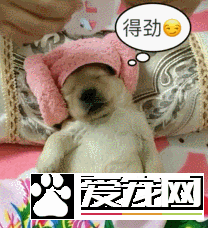 怕女友孤单给她买了只金毛，结果女友发来视频，让我羡慕不已！