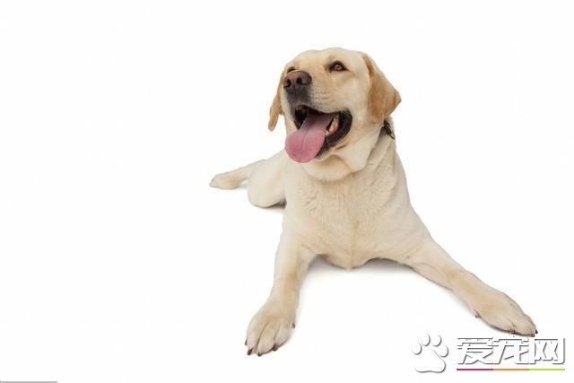 为什么主人惩罚自己的狗,狗狗不会反抗?看完鼻头一酸!