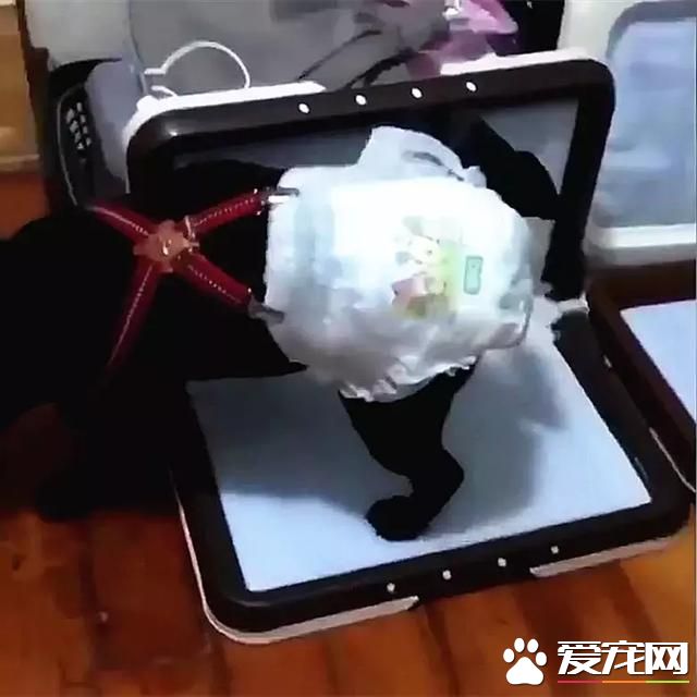 狗狗在家里乱尿尿,走哪尿哪,电器都不放过,变相拆家吗?