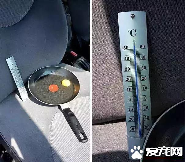 宠物狗阳台死亡？背后原因是许多铲屎官都会犯的错误