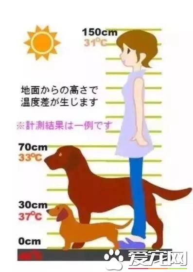 宠物狗阳台死亡？背后原因是许多铲屎官都会犯的错误