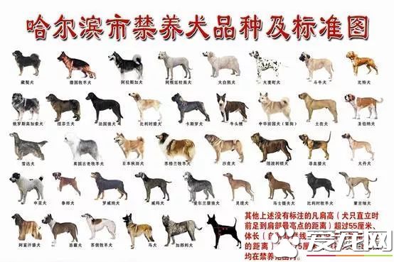 诸多“猛犬”禁养 哈尔滨每户限养一只狗狗