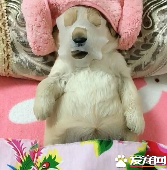 怕女友孤单给她买了只金毛，结果女友发来视频，让我羡慕不已！