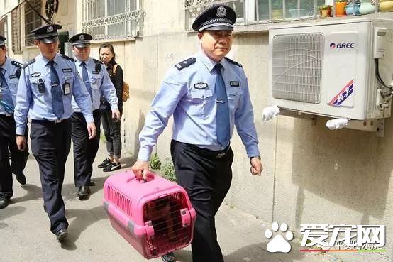 诸多“猛犬”禁养 哈尔滨每户限养一只狗狗