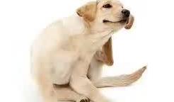 狗狗身上这几个部位最容易生跳蚤,这招根治最有效