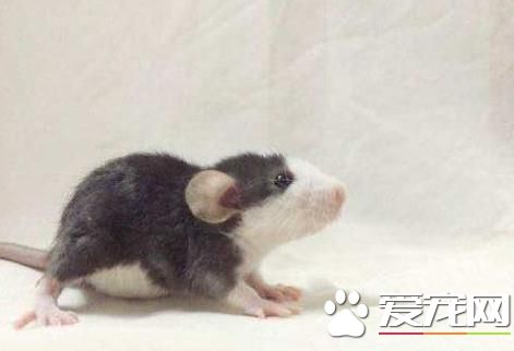 想养宠物的看过来,这些宠物既便宜又好玩,可千万不要错过哦!