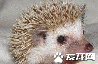 想养宠物的看过来,这些宠物既便宜又好玩,可千万不要错过哦!