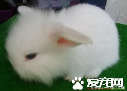 最受欢迎的宠物，喜欢小动物的你一定你养过