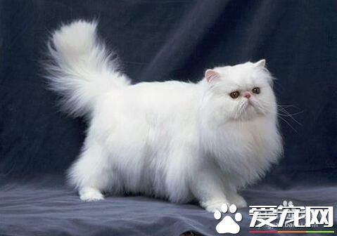 十大最受欢迎的宠物猫品种排行榜