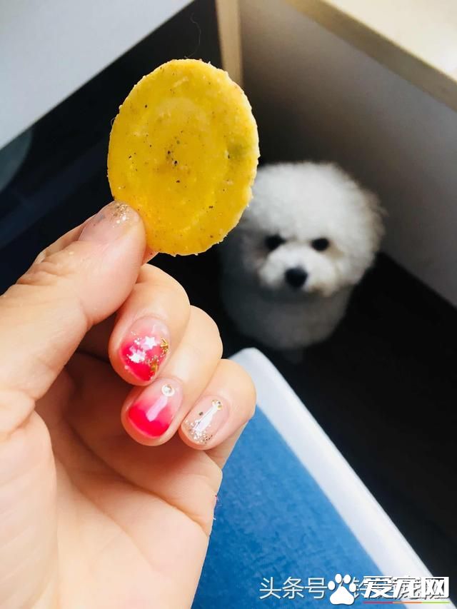 【养宠故事】自从有了你~