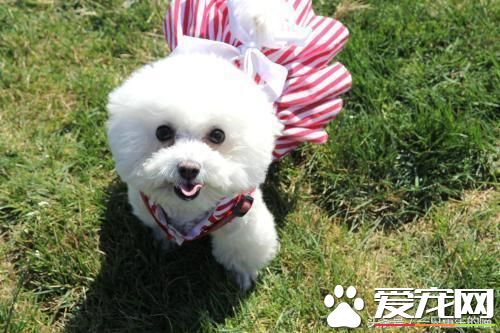 最受欢迎的宠物，喜欢小动物的你一定你养过