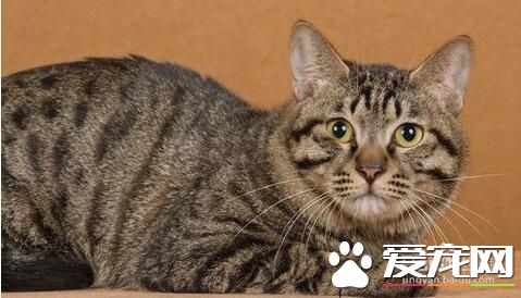 十大最受欢迎的宠物猫品种排行榜