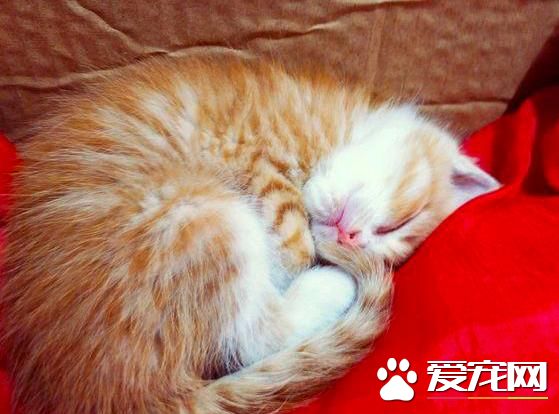 宠物店花100块买来的橘猫，朋友却说我傻，还说我吃大亏了