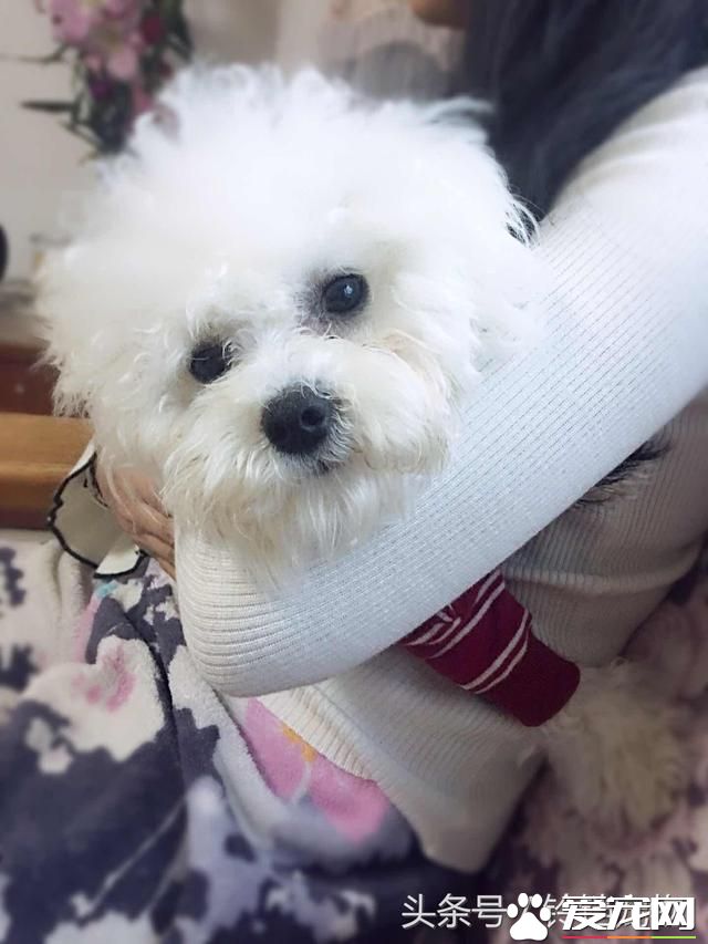 【养宠故事】自从有了你~