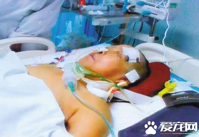 十堰六旬老人广场散步被宠物狗撞倒,狗主人被判赔76万余元