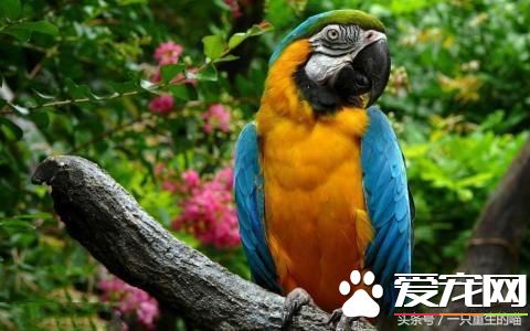 最受欢迎的宠物，喜欢小动物的你一定你养过