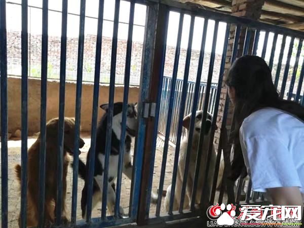 聊城95后夫妻返乡饲养宠物狗 年入150余万助力乡村振兴