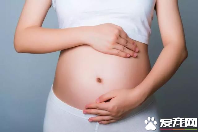 怀孕养宠物,会被弓形虫感染吗?看看医生怎么说