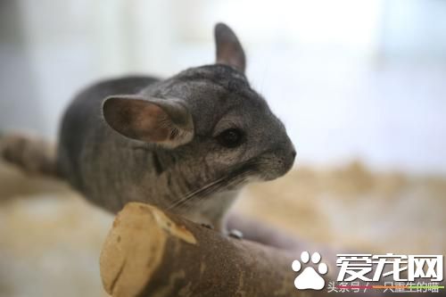 最受欢迎的宠物，喜欢小动物的你一定你养过