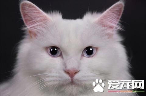 十大最受欢迎的宠物猫品种排行榜