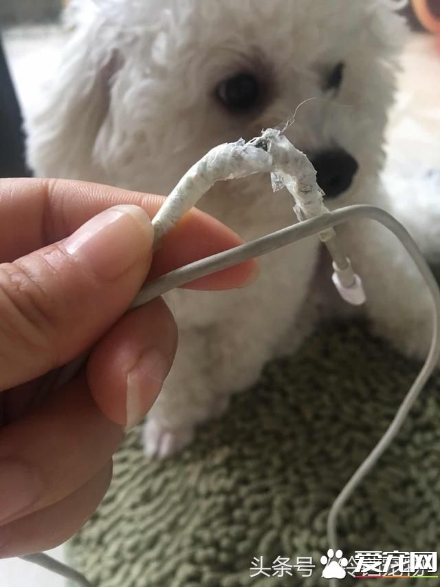 【养宠故事】自从有了你~