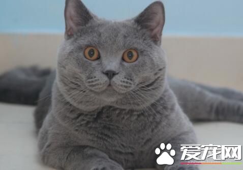 十大最受欢迎的宠物猫品种排行榜