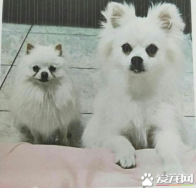 太奇葩！男子入室偷走电视机，临走还牵走两条狗