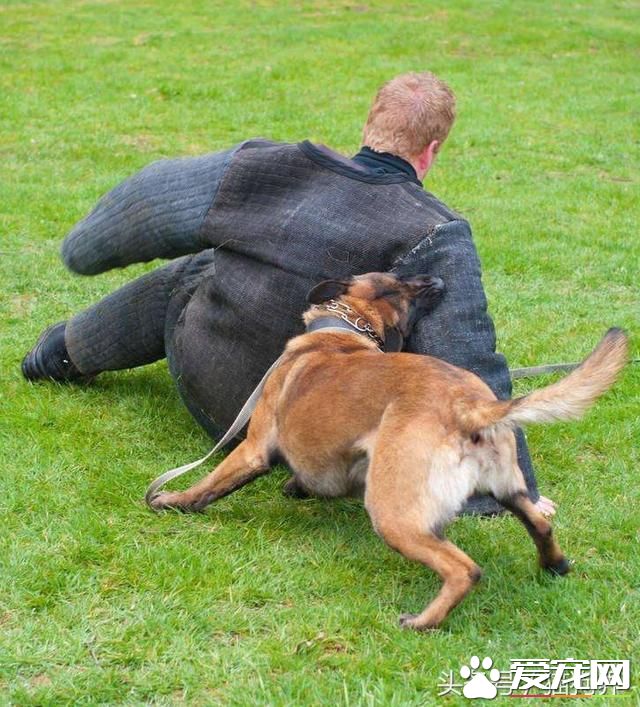 养狗必知:怎样纠正狗攻击人的行为?