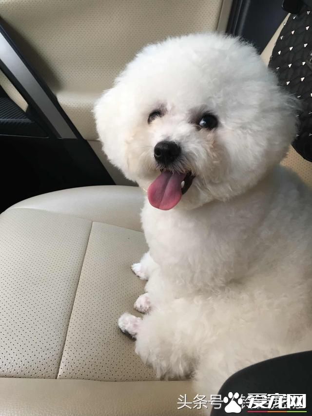 【养宠故事】自从有了你~