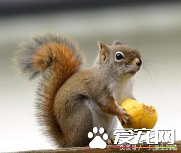 最受欢迎的宠物，喜欢小动物的你一定你养过