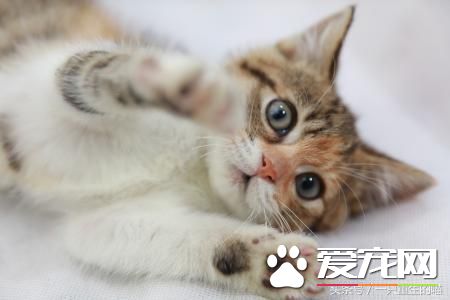 最受欢迎的宠物，喜欢小动物的你一定你养过