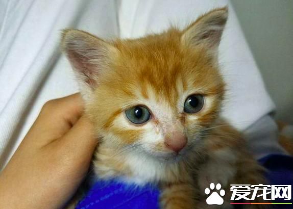 宠物店花100块买来的橘猫，朋友却说我傻，还说我吃大亏了