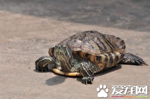 最受欢迎的宠物，喜欢小动物的你一定你养过