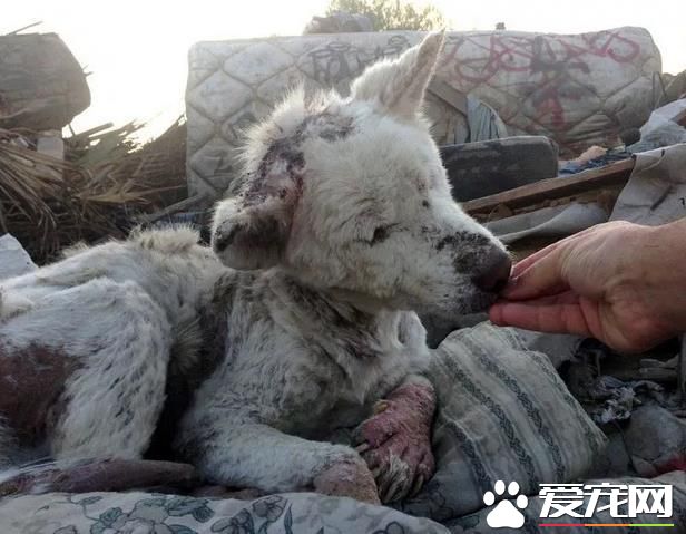 流浪狗无家可归,蜷缩在恶臭的垃圾场中,把垃圾场当做自己的家