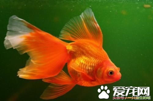 最受欢迎的宠物，喜欢小动物的你一定你养过