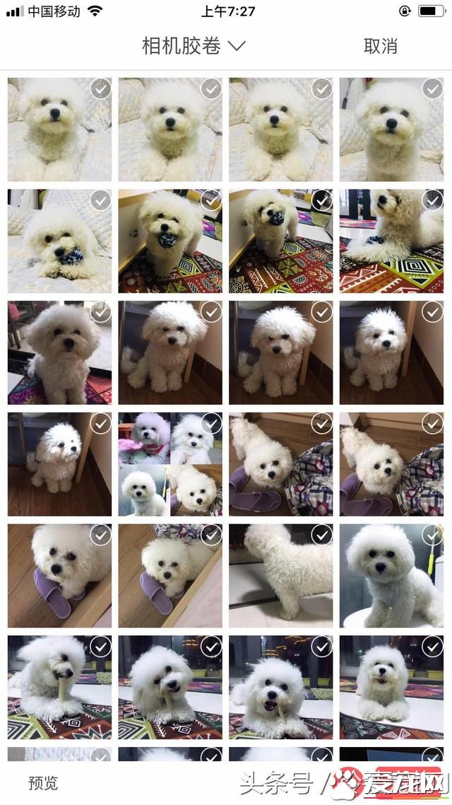 【养宠故事】自从有了你~