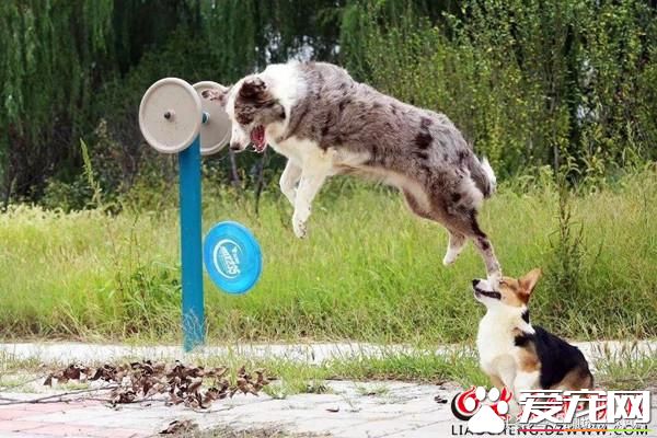 聊城95后夫妻返乡饲养宠物狗 年入150余万助力乡村振兴