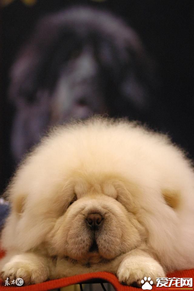 中国本土宠物狗