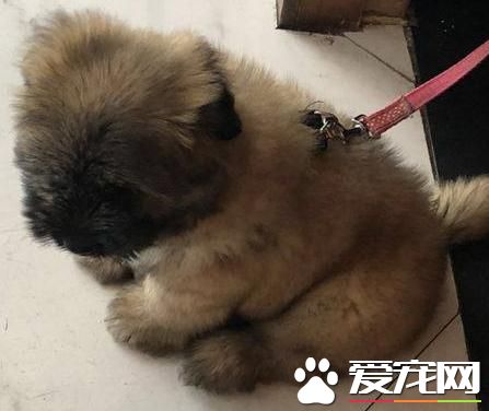 流浪狗狗可怜巴巴的看着宠物狗狗有人疼，女孩看到背影流下了眼泪