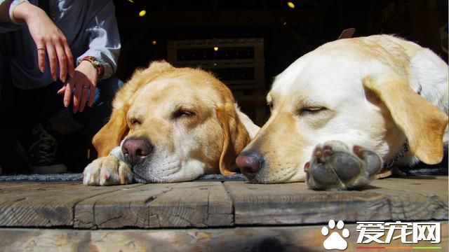 夏天应该给宠物狗狗剃毛吗?铲屎官们给狗狗散热的方式做对了吗?