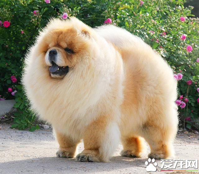 中国本土宠物狗