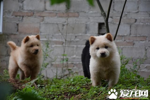 农村里的土狗不招待见,是因为不聪明不好看吗?